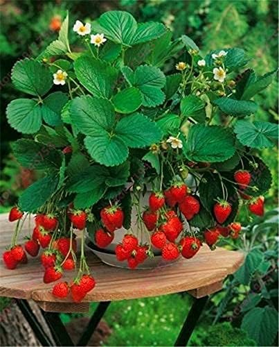 SeedsUA Seeds Alpine Strawberry Aleksandria Red Everbearing Indoor Berries Fruits for Planting Non