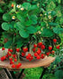 SeedsUA Seeds Alpine Strawberry Aleksandria Red Everbearing Indoor Berries Fruits for Planting Non
