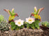 Fine Porcelain Hummingbird Candle Holder Pair with Apple Cherry Blossom Flowers, 3-5/8" H