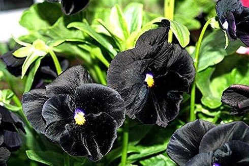 40+ Unique Black Pansy Clear Crystals Viola Wittrockiana Seeds for Planting Long Flowering Plant