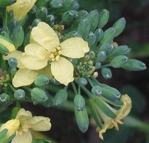 500 Broccoli Green Sprouting Calabrese Seeds (Brassica oleracea) Non GMO - Heirloom - Open Pollinated