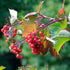 25+ Packet American Cranberry Bush Seeds (Viburnum trilobum) Heirloom Seeds per by Islas Garden Seeds, Hardy Shrub