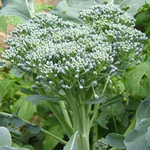 500 Broccoli Green Sprouting Calabrese Seeds (Brassica oleracea) Non GMO - Heirloom - Open Pollinated