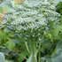 500 Broccoli Green Sprouting Calabrese Seeds (Brassica oleracea) Non GMO - Heirloom - Open Pollinated
