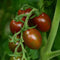 Clovers Garden Chocolate Sprinkle Tomato Plants- Two (2) Live Plants Non-GMO -