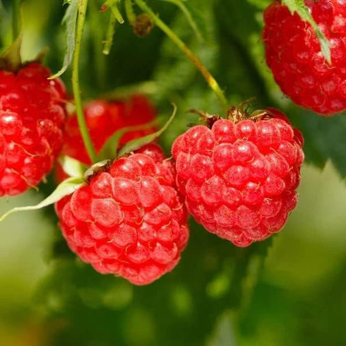 1000+ Packaged Mixed Fruit Seeds for Planting - Strawberry Raspberry Blueberry & Grape Seeds Fresh Fruit - Individually