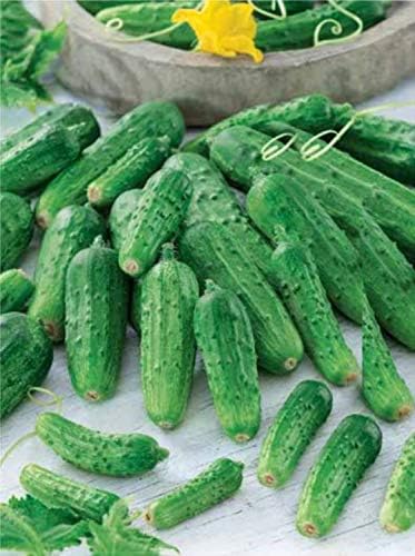 NIKA SEEDS 45 20 Seeds Vegetable Cucumber Titus Heirloom for Pickling Days - Seeds