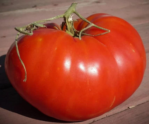 KIRA SEEDS Seeds Red Giant Beefsteak Tomato - Heirloom Vegetable - GMO Free
