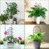 Simabsie 8 Packs Trellis for Potted Plant,Metal Wire Stake for Climbing Plants Indoor Houseplant Lover,Trellis