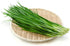 HipGirl 2026 Early Bird-Garlic Chive Seeds for Planting. Heirloom,Non-GMO.Vegetable Seeds for Planting, Herb