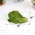 Nice purchase Set 6 of Realistic Green Lettuce Leaves - PVC Artificial Vegetable Models