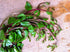 900+ Count 2026 Alba TomorrowSeeds - Red Stem Malabar Spinach Seeds - - for Planting Basella Rubra Ceylon Green