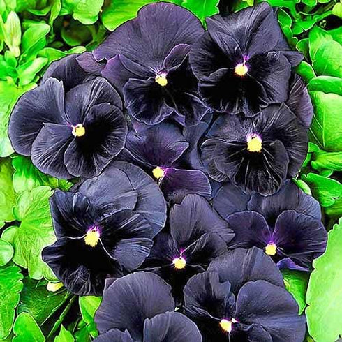 40+ Unique Black Pansy Clear Crystals Viola Wittrockiana Seeds for Planting Long Flowering Plant