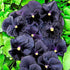 40+ Unique Black Pansy Clear Crystals Viola Wittrockiana Seeds for Planting Long Flowering Plant