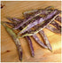 Dragon's Tongue Bush Bean Seeds - 20 Large Bean Seeds - Marde