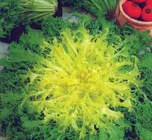 SeedsUA Seeds Endive Lettuce Yellow Heart Curly Frisee Chicory for Salad Vegetable Garden Heirloom for Planting Non GMO