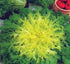 SeedsUA Seeds Endive Lettuce Yellow Heart Curly Frisee Chicory for Salad Vegetable Garden Heirloom for Planting Non GMO