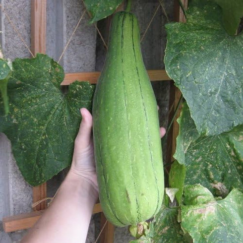 Seedville 25 LUFFA Sponge Gourd (Vegetable Sponge/Smooth Luffa/Sponge Luffa/Climbing Okra/Dishrag Gourd) Luffa