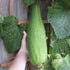 Seedville 25 LUFFA Sponge Gourd (Vegetable Sponge/Smooth Luffa/Sponge Luffa/Climbing Okra/Dishrag Gourd) Luffa