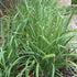 Generic 500 Garlic Chive seeds for planting Heirloom Non-GMO 2+ grams Also Known