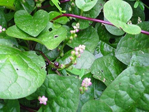 Malabar Spinach alba (200 Mixed Seeds - Red & Green - Basella Leafy Green and Red Varieties Non-GMO Open Pollinated