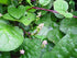 Malabar Spinach Delicious(50 Mixed -Fresh Seeds- Both Varieties RED & Green - Seeds)