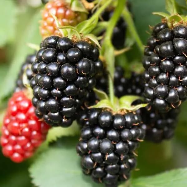 200+ BlackBerry Seeds for Planting - Non-GMO Seeds - Organic BlackBerry Seeds