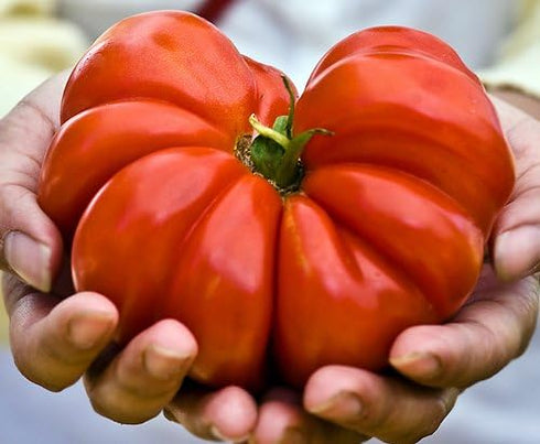 Harley Seeds 30 Costoluto Genovese Pomodoro Tomato Seeds, Heirloom Non-GMO, Low Acid, Indeterminate, Open-Pollinated
