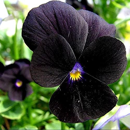 Unique Black Pansy Clear Crystals Viola Wittrockiana 40+ Seeds for Planting Long