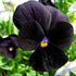 Unique Black Pansy Clear Crystals Viola Wittrockiana 40+ Seeds for Planting Long