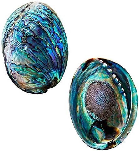 Polished Abalone Shell, 4.5" to 5.5", in Gift Box for Smudging, Cleansing, Meditation, Home Décor - 100% Natural Shell