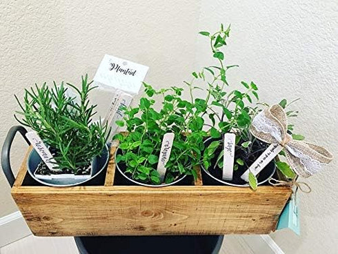 Gardinnovations 10-Pack Plantid Assorted Kitchen Herbs! Farmhouse Decor Outdoor Indoor Herb Garden Stakes, Plant