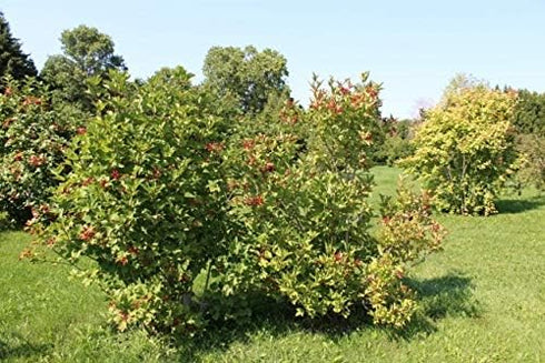 25+ Packet American Cranberry Bush Seeds (Viburnum trilobum) Heirloom Seeds per by Islas Garden Seeds, Hardy Shrub