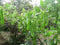 The Lucky Stars 1 packet (50 seeds) - Winged Bean - Dau Rong - Four
