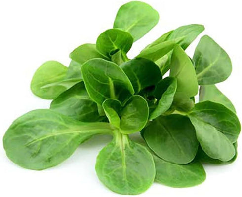300 Mache Lettuce - Delicious Verte de Cambrai - Seeds of Small Leaf Variety and Best for Overwintering in The Cold