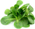 300 Mache Lettuce - Delicious Verte de Cambrai - Seeds of Small Leaf Variety and Best for Overwintering in The Cold
