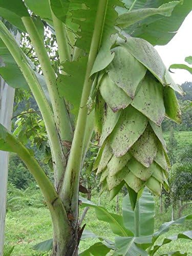 Buy Rare Seeds Ensete 5_Seeds glaucum | Snow Banana |