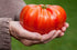 SeedsUA 40 Beefsteak Giant Tomato Russian Hercules Seeds Heirloom Vegetable for Planting Non GMO Seeds