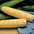 Pack 200 Park Seed Variety of Corn Seeds, Non-GMO Vegetable Seeds for Planting, Easy to Grow, Perfect for Harvesting