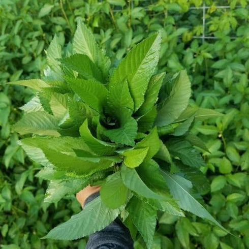The Rike 4000 Egyptian Spinach Seeds, Corchorus Olitorius Molokhia, Ewedu, Jute, Saluyot Seeds