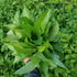 The Rike 4000 Egyptian Spinach Seeds, Corchorus Olitorius Molokhia, Ewedu, Jute, Saluyot Seeds