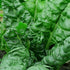 Generic 300 7+ Perpetual Spinach Swiss Chard Seeds for Planting Grams of Seeds Non GMO and Heirloom Survival Vegetable