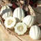 (10 Mashed Potato Squash Seeds for Planting Seeds) - Exotic White Squash, Gourmet Quality