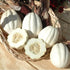 (10 Mashed Potato Squash Seeds for Planting Seeds) - Exotic White Squash, Gourmet Quality