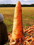 CEMEHA SEEDS 1000 Seeds Giant Red Carrot Sweet Non GMO Vegetable for Planting Seeds