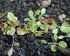 Liliana's Garden 40 Mesclun Mix Salad Green Seeds Fast-Growing Lettuce-free Salad Mix Harvest in Days | Never GMO