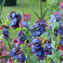 seedsforbrains 10 BLUE SHRIMP PLANT/HONEYWORT Cerinthe Major Flower Seeds