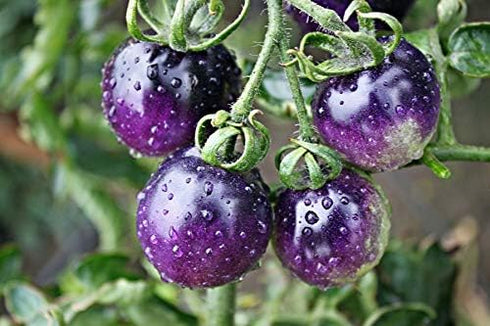 NIKA SEEDS 20 Seeds Tomato Indigo Rose Seeds