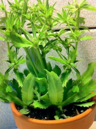 exotic_cactus_collection Culantro Herb Eryngium foetidum recao Edible Latin Cuisine Spice Seed 200 Seeds