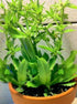 exotic_cactus_collection Culantro Herb Eryngium foetidum recao Edible Latin Cuisine Spice Seed 200 Seeds